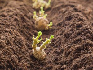 Lire la suite à propos de l’article Planter des pommes de terre : découvrez à quelle profondeur planter des pommes de terre