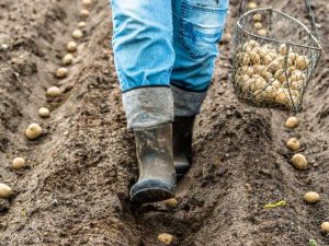 Lire la suite à propos de l’article Cultivez des pommes de terre à l’automne pour une récolte tardive