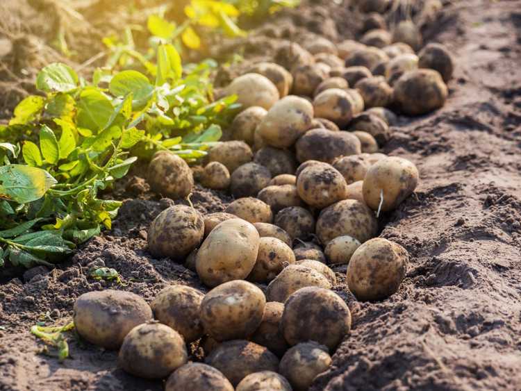 Lire la suite à propos de l’article Comment et quand récolter les pommes de terre