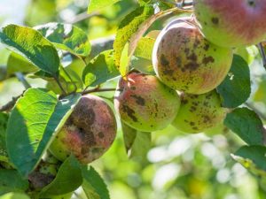 Lire la suite à propos de l’article Informations sur les maladies courantes des pommiers