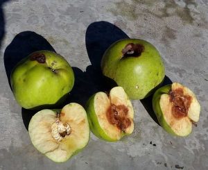 Lire la suite à propos de l’article Prévention de la mouche de la pomme : signes et contrôle de la mouche de la pomme