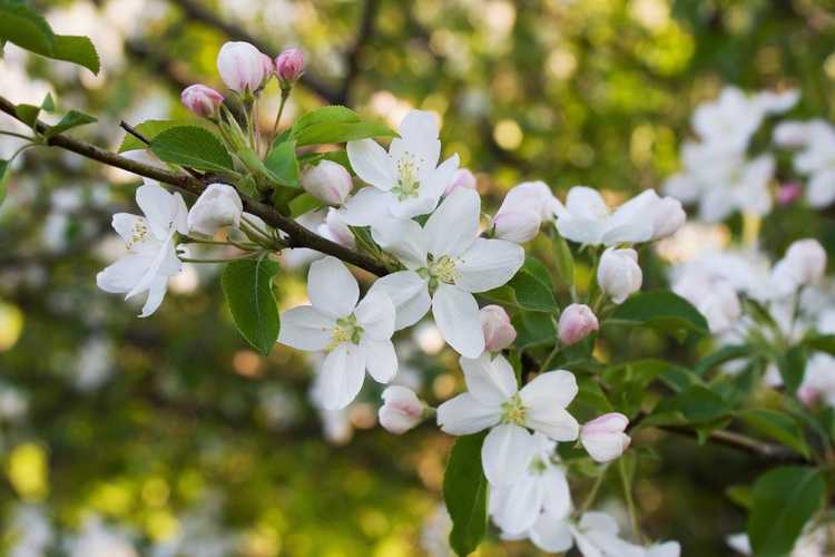 Lire la suite à propos de l’article Le pommetier ne fleurit pas – Découvrez pourquoi un pommetier en fleurs n'a pas de fleurs