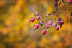 Lire la suite à propos de l’article Fruits sur un pommetier – Les pommetiers produisent-ils des fruits