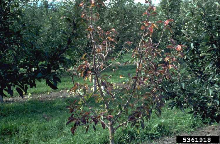 You are currently viewing Cycle de vie de la pourriture du collet de la pomme : conseils pour traiter la pourriture du collet des arbres fruitiers