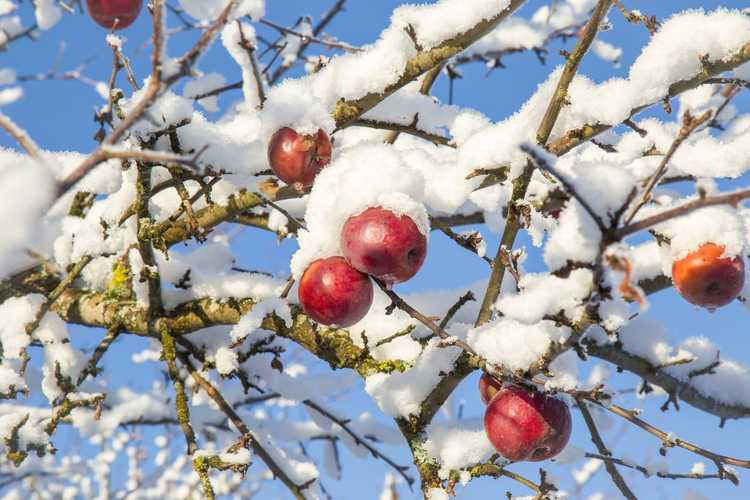 You are currently viewing Tolérance au froid des pommiers : que faire des pommes en hiver