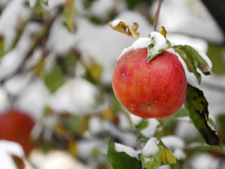 You are currently viewing Heures de refroidissement des plantes : pourquoi les heures de refroidissement sont-elles importantes