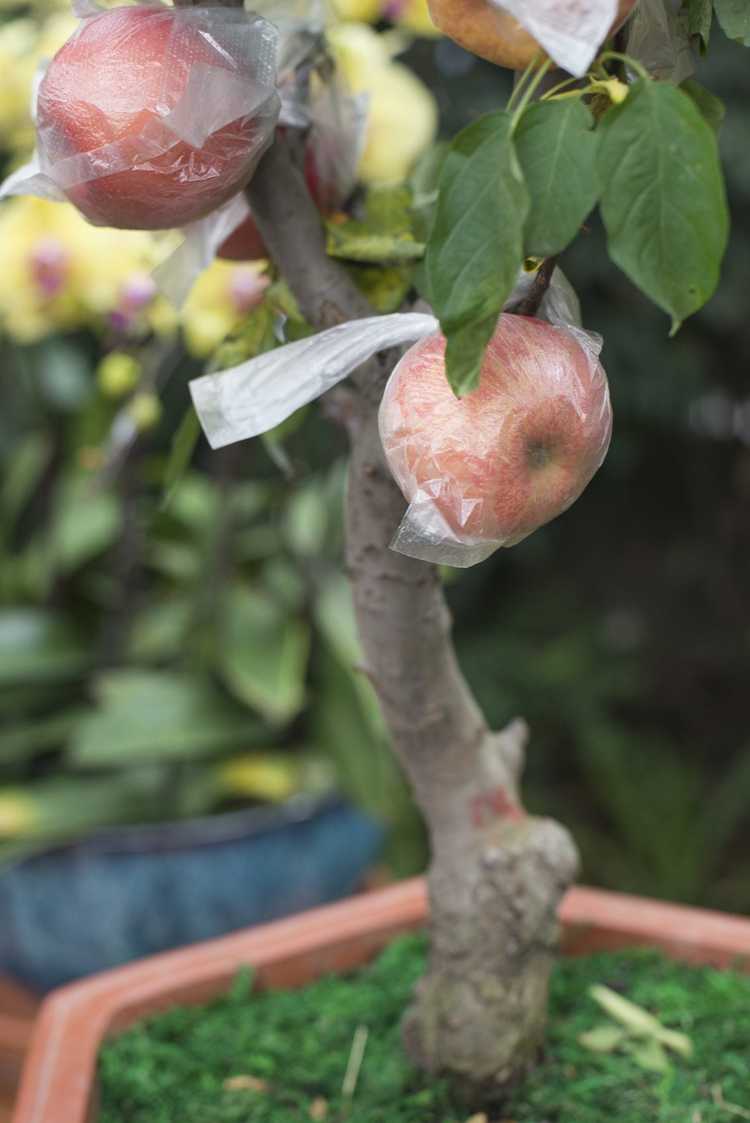 You are currently viewing Pommiers cultivés en conteneurs : Comment faire pousser un pommier dans un pot