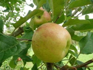 Lire la suite à propos de l’article Topaz Apple Care: Comment faire pousser des pommes Topaz à la maison