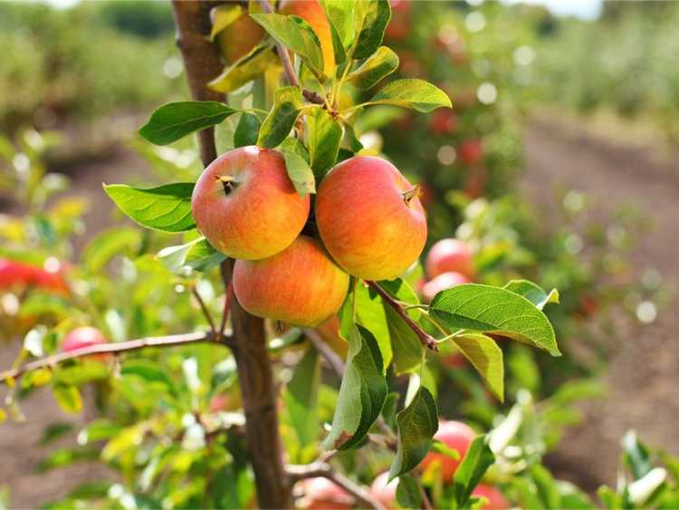 Lire la suite à propos de l’article Arbres fruitiers à croissance rapide pour les jardins familiaux