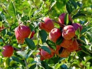 Lire la suite à propos de l’article Informations sur les pommes à éperon: Taille des pommiers à éperon dans le paysage