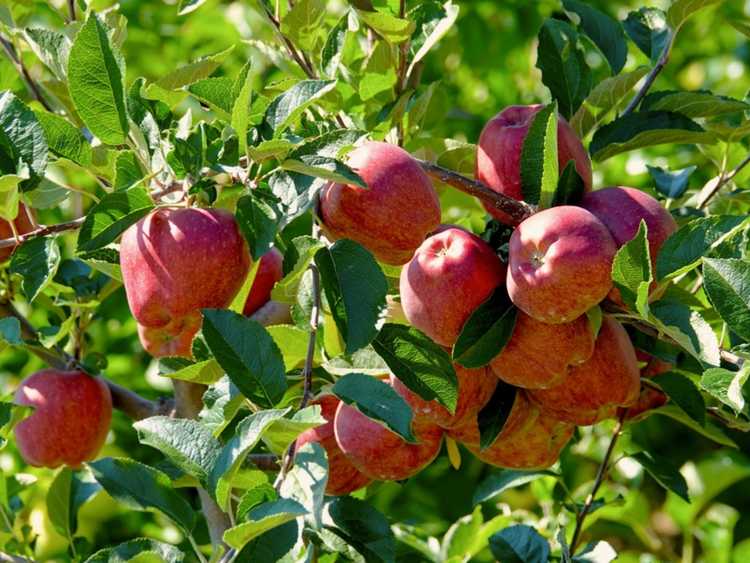 You are currently viewing Informations sur les pommes à éperon: Taille des pommiers à éperon dans le paysage