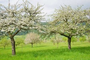 Lire la suite à propos de l’article Pollinisation croisée des pommes : informations sur la pollinisation des pommiers