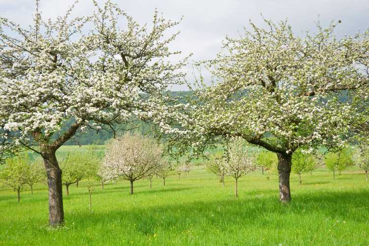 You are currently viewing Pollinisation croisée des pommes : informations sur la pollinisation des pommiers