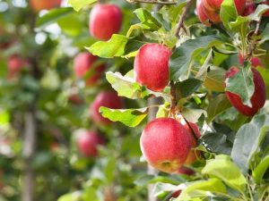 Lire la suite à propos de l’article Problèmes de pommier : comment obtenir des fruits sur les pommiers