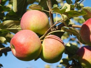 Lire la suite à propos de l’article Culture de pommes rouges Paula – Prendre soin des pommiers rouges Paula