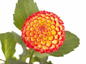 Lire la suite à propos de l’article Plantes Pompon Dahlia: Conseils pour cultiver de petits dahlias Beeswing