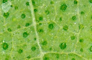 Lire la suite à propos de l’article Que sont les stomates : les pores des plantes des stomies et comment ils fonctionnent
