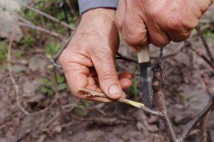 Lire la suite à propos de l’article Informations sur les porte-greffes – Pourquoi utilisons-nous des porte-greffes pour les arbres