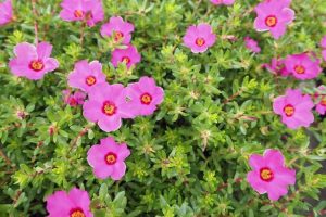 Lire la suite à propos de l’article Pas de fleurs sur Portulaca – Pourquoi ma rose mousse ne fleurit-elle pas