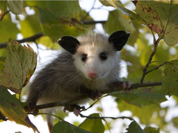 You are currently viewing Avantages des opossums : les opossums sont-ils bons à avoir à portée de main