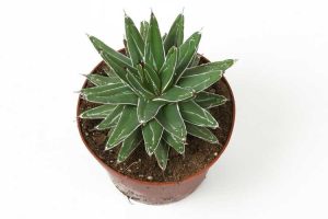 Lire la suite à propos de l’article Entretien des plantes d'intérieur Agave – Cultiver l'agave comme plante d'intérieur