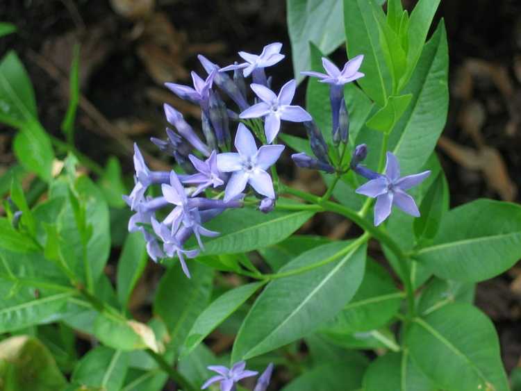 You are currently viewing Amsonia Care cultivé en conteneurs – Conseils pour conserver une étoile bleue dans un pot