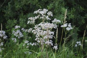 Lire la suite à propos de l’article Graines d'anis cultivées en pot : comment prendre soin de l'anis dans un pot