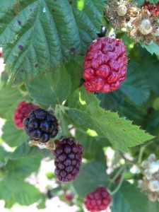 Lire la suite à propos de l’article Plantes de Boysenberry en pot – Cultiver des mûres de Boysen dans un récipient