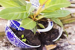 Lire la suite à propos de l’article Idées pour les jardinières en pots cassés – Conseils pour créer des jardins en pots fissurés