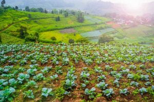 Lire la suite à propos de l’article Cultiver un potager à flanc de colline