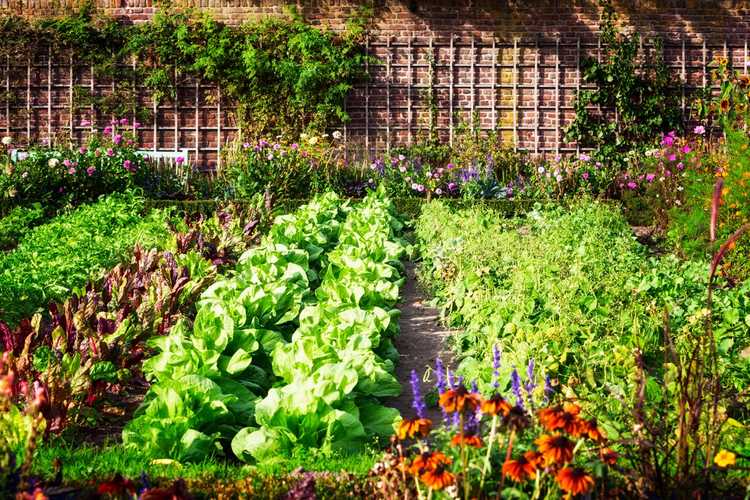 You are currently viewing Microclimats pour les légumes : utilisation des microclimats dans les potagers