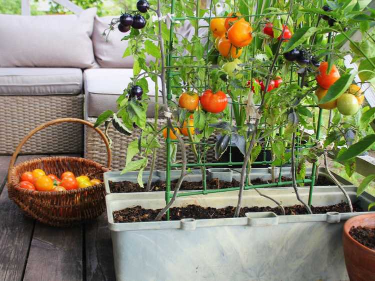 Lire la suite à propos de l’article Cultiver des légumes sur votre terrasse : comment faire pousser des légumes sur votre terrasse
