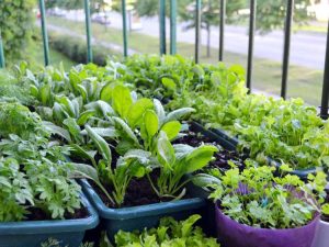Lire la suite à propos de l’article Cultures pour petits jardins : idées de jardinage d’automne pour les petits espaces