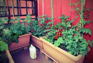 Lire la suite à propos de l’article Potager sur une terrasse : apprenez à cultiver des légumes de terrasse