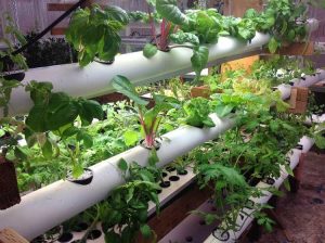 Lire la suite à propos de l’article Jardinage avec des tuyaux en plastique – Projets de jardinage avec tuyaux en PVC DIY