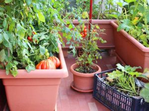 Lire la suite à propos de l’article Plantes potagères pour pots : Guide rapide du potager en pot