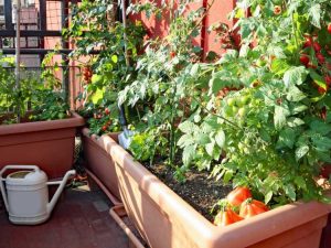 Lire la suite à propos de l’article Jardinage urbain dans les Ozarks : comment jardiner en ville