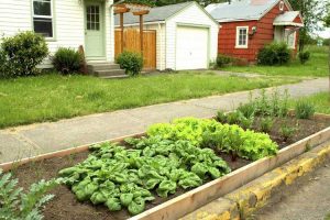Lire la suite à propos de l’article Jardinage de légumes sur trottoir : cultiver des légumes dans un jardin sur une bande de stationnement