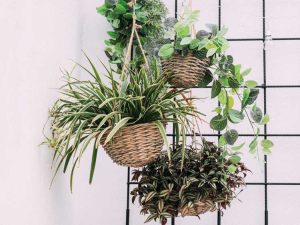 Lire la suite à propos de l’article Tisser un pot en panier : comment construire une jardinière en panier