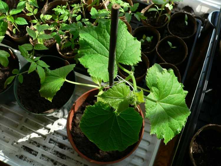 You are currently viewing Concombres pour pots : découvrez comment planter des concombres dans un récipient