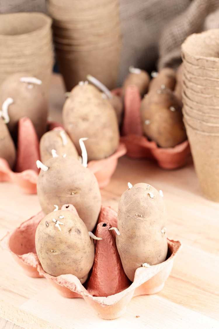 Lire la suite à propos de l’article Germination de plants de pommes de terre – En savoir plus sur les pommes de terre à chiquer