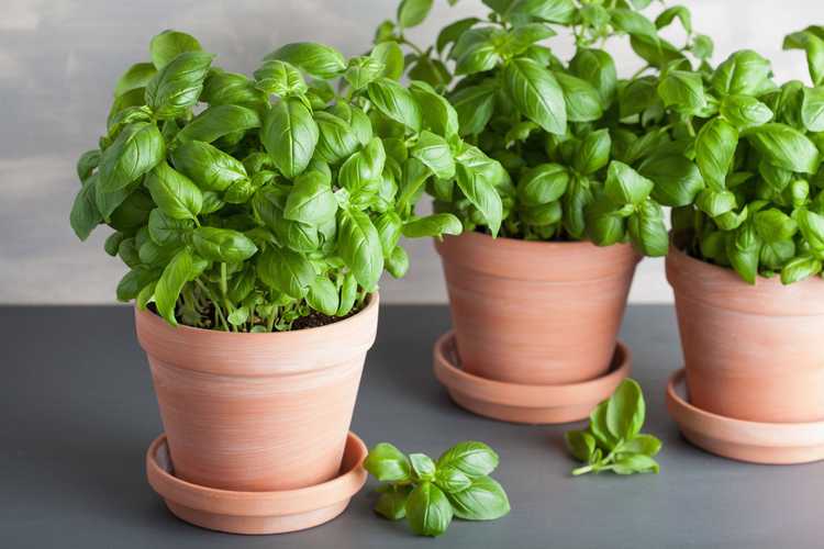 You are currently viewing Utiliser des pots de plantes en terre cuite : informations sur les pots en terre cuite