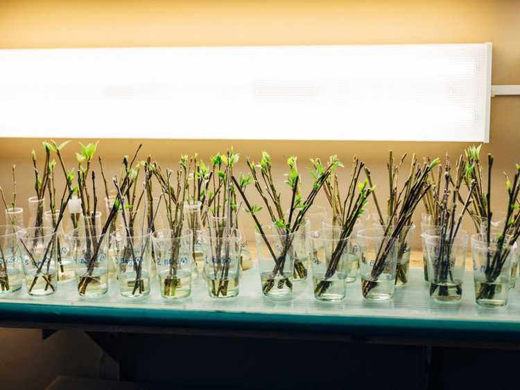 You are currently viewing Démarrer des boutures de plantes – Comment enraciner des boutures de plantes