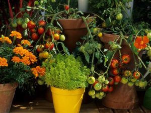 Lire la suite à propos de l’article Conseils de jardinage en conteneurs pour débutants