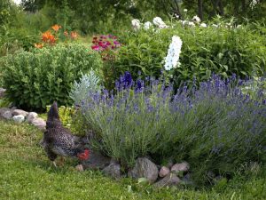 Lire la suite à propos de l’article Animaux de jardin bénéfiques : quels animaux sont bons pour les jardins