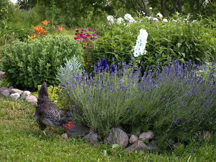 You are currently viewing Animaux de jardin bénéfiques : quels animaux sont bons pour les jardins