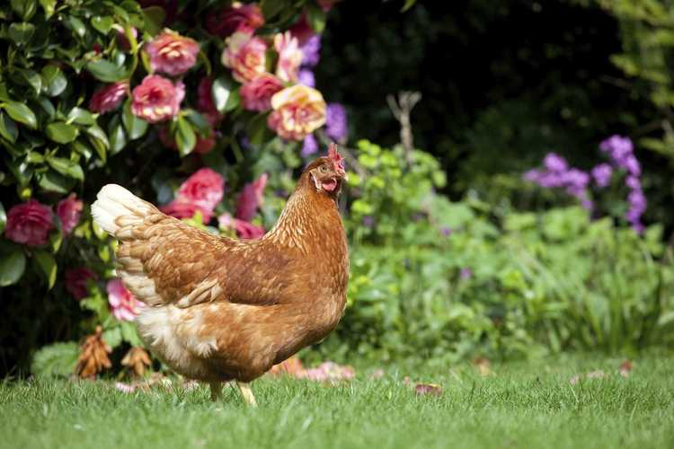 You are currently viewing Poulets de jardin : conseils pour élever des poulets dans votre jardin