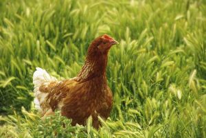 Lire la suite à propos de l’article Les poulets mangent des cultures de couverture : utiliser des cultures de couverture pour l'alimentation des poulets