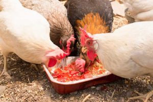 Lire la suite à propos de l’article Aliments pour poulets faits maison : découvrez comment cultiver des aliments naturels pour poulets