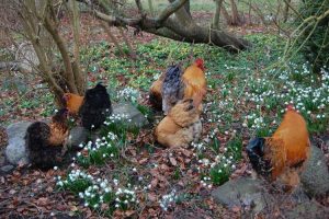 Lire la suite à propos de l’article Plantes de jardin toxiques pour les poulets : quelles plantes sont mauvaises pour les poulets